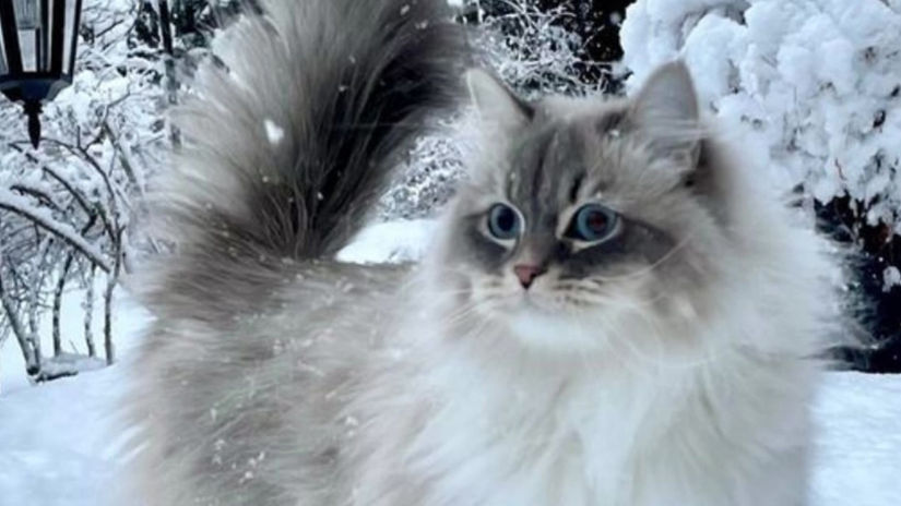 Le chat Sibérien